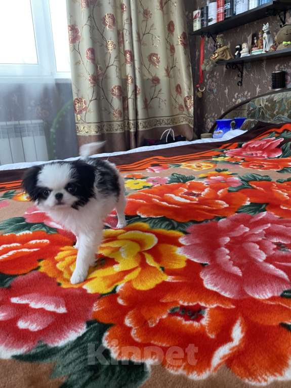 Собаки в Санкт-Петербурге: Апонский хин Мальчик, Бесплатно - фото 3