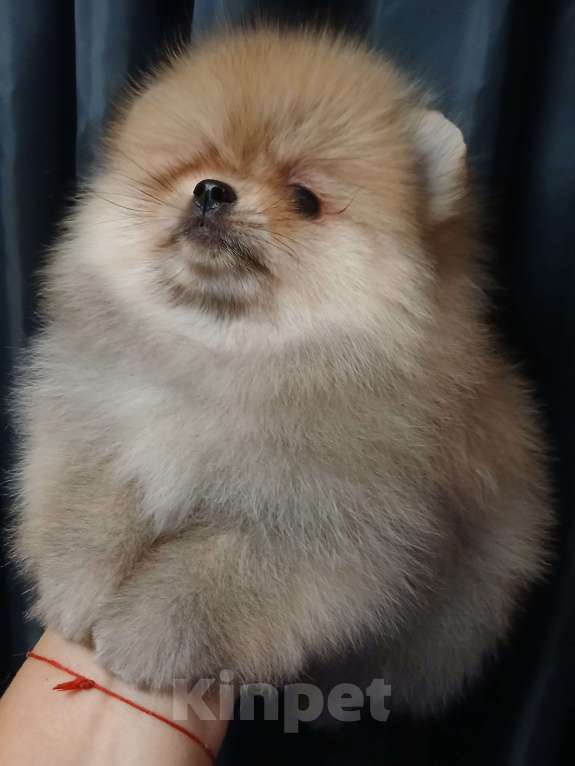 Собаки в Екатеринбурге: Померанский шпиц  Девочка, 1 руб. - фото 3