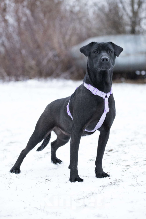 Собаки в Москве: Метис лабрадора и просто красавица Джуди в поисках дома Девочка, Бесплатно - фото 2
