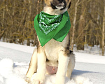 Собаки в Чехове: Красавец Тор (Ива) в самые добрые руки! Мальчик, Бесплатно - фото 2