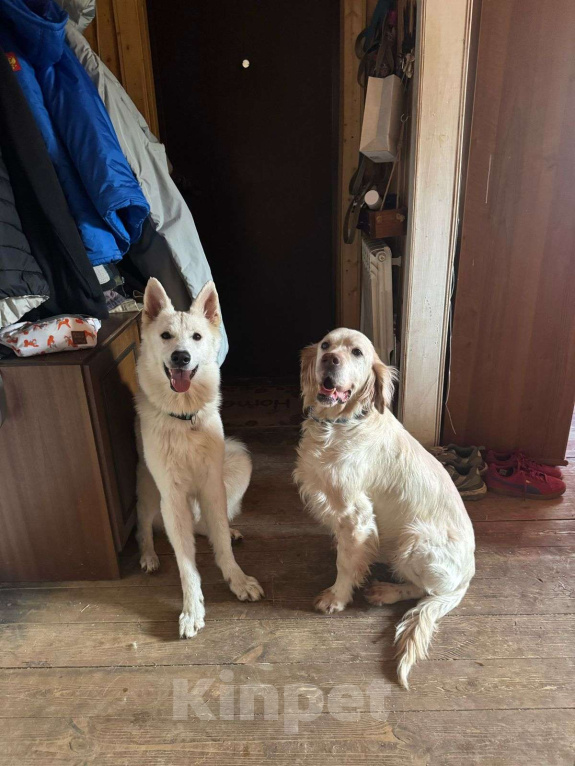 Собаки в Москве: Лео - конопатый ангел ищет семью  Мальчик, 1 000 руб. - фото 9