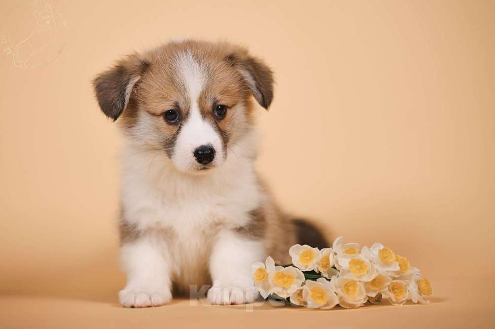 Собаки в других городах Московской области: Щенки вельш корги пемброк Девочка, 90 000 руб. - фото 7