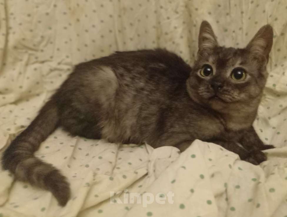 Кошки в Москве: Плюшевый шотландский котёнок окраса голубое серебро Мальчик, Бесплатно - фото 6