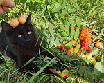 Кошки в Дзержинском: Отдам Котят в добрые руки Мальчик, 1 руб. - фото 9