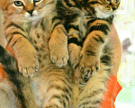 Кошки в Москве: Элитные Шотландские Котята- Подарите Любимым, 15 000 руб. - фото 1