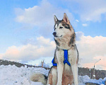 Собаки в Междуреченске: Вязка Хаски, Бесплатно - фото 1