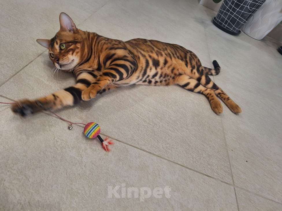 Кошки в Новосибирске: Вязка бенгальский кот Мальчик, 15 000 руб. - фото 3