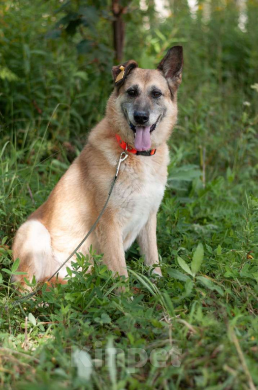 Собаки в Ногинске: Живёт в приюте уже не первый год тихая и скромная девочка. Зовут Дина. Девочка, Бесплатно - фото 7