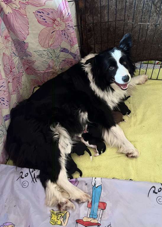Собаки в других городах Алтайского края: Щенки Бордер Колли Мальчик, Бесплатно - фото 6