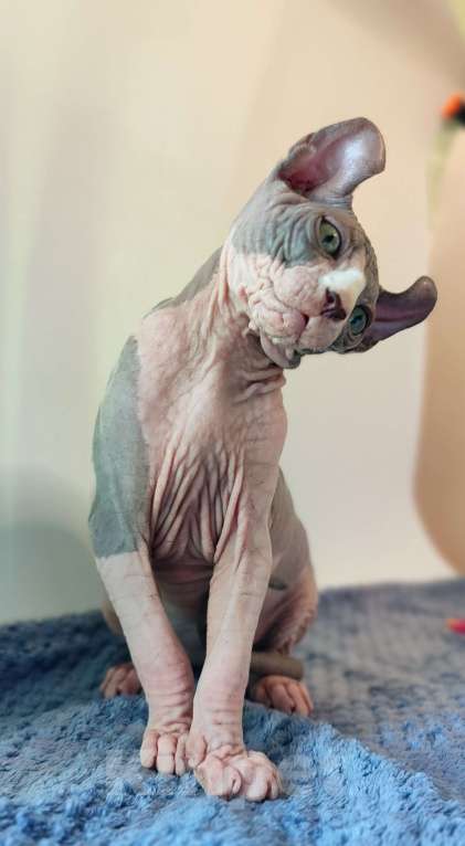 Кошки в других городах Краснодарского края: Эльф, Канадский сфинкс  Мальчик, 35 000 руб. - фото 2