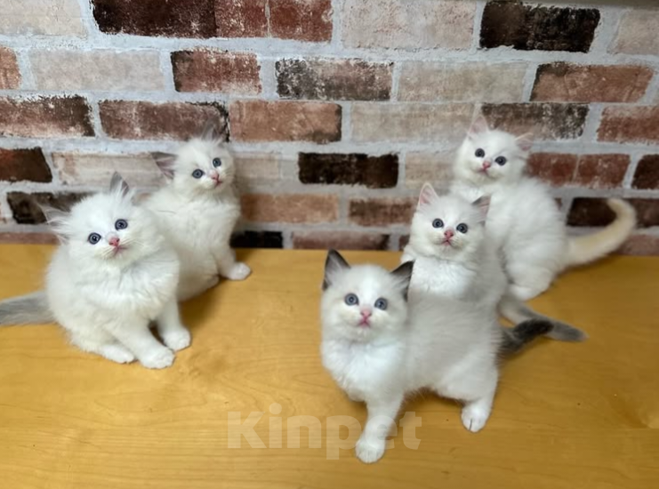Кошки в Челябинске: Рэгдолл высокопородные детки Девочка, 37 000 руб. - фото 1