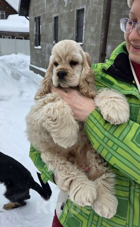 Собаки в Пушкино: Американский кокер спаниель щенок Мальчик, 65 000 руб. - фото 3