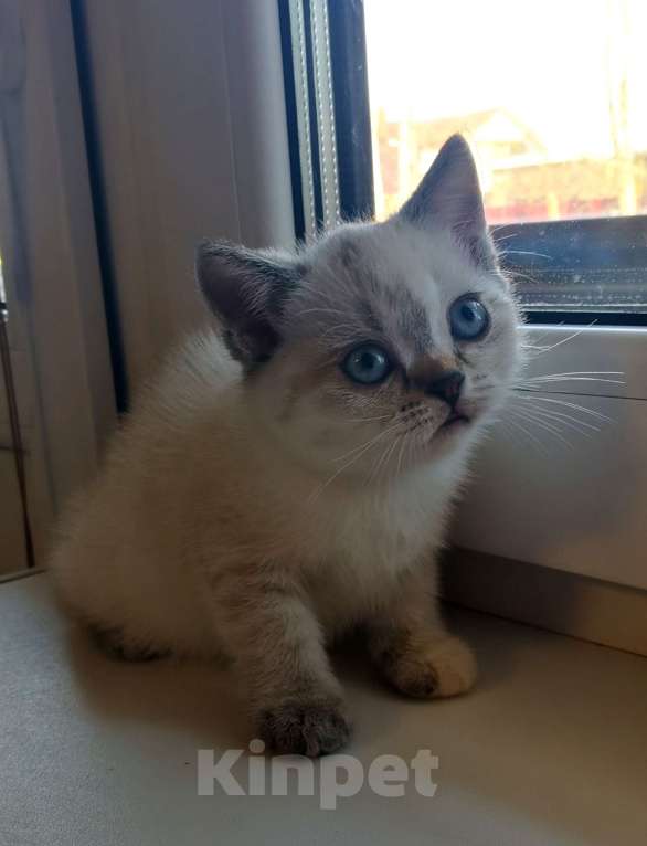 Кошки в Москве: Котята Шотландские  Девочка, 10 000 руб. - фото 2