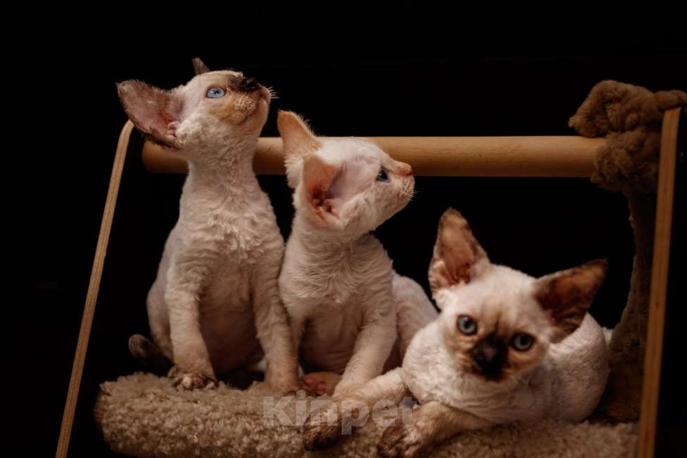 Кошки в Электростали: Кошечка Девон Рекс Девочка, Бесплатно - фото 3