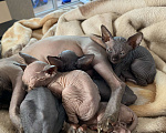 Кошки в Белгороде: Кошечка 3 Девочка, 9 000 руб. - фото 3