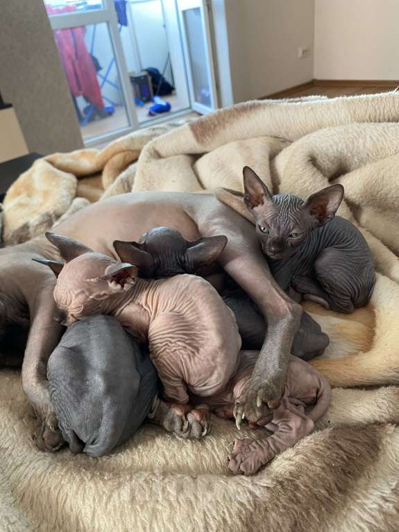 Кошки в Белгороде: Кошечка 3 Девочка, 9 000 руб. - фото 3