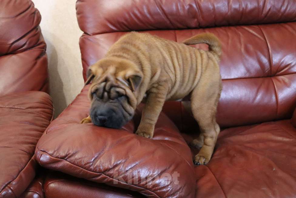 Собаки в Москве: Шарпей щенки девочкА Девочка, 50 000 руб. - фото 6