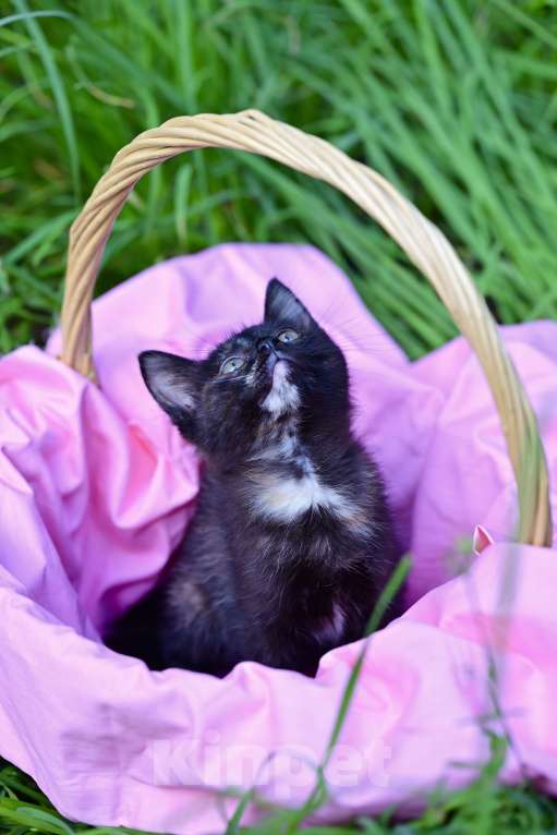 Кошки в Красногорске: Необыкновенная кошечка Мия 2 месяца ждет родителей  Девочка, Бесплатно - фото 2