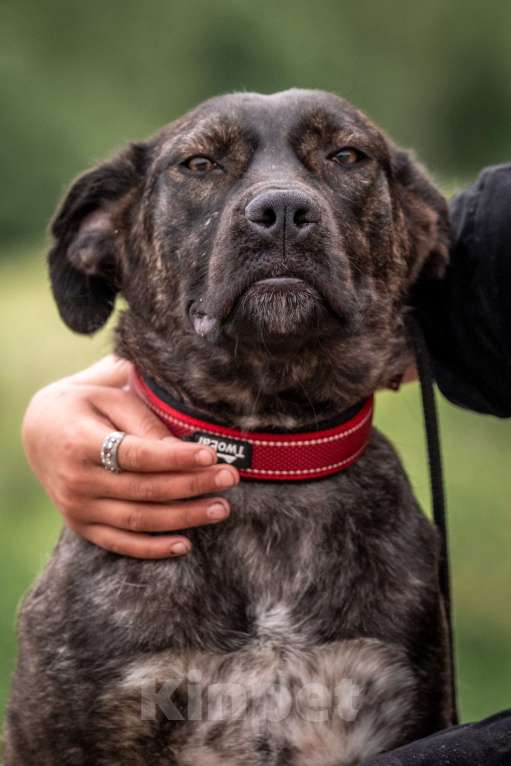Собаки в других городах Владимирской области: Помесь аланской породы в добрые руки Девочка, Бесплатно - фото 3