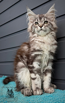 Кошечка черный мрамор на серебре