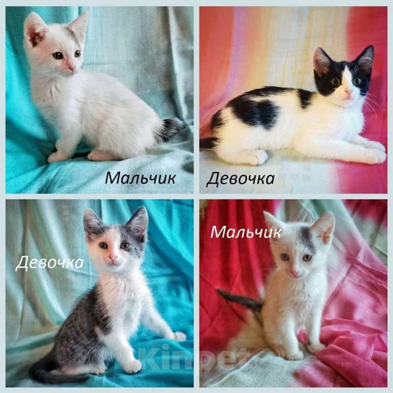 Кошки в Москве: 3 мес котята мальчик и 2 девочки в добрые руки! Девочка, 10 руб. - фото 1