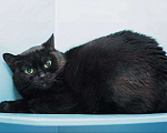 Кошки в Москве: Черничка ищет дом Девочка, Бесплатно - фото 2