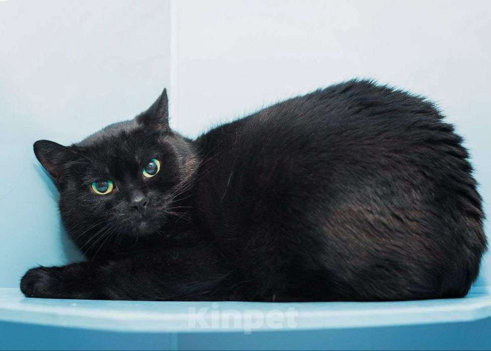 Кошки в Москве: Черничка ищет дом Девочка, Бесплатно - фото 2
