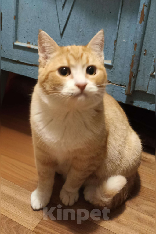 Кошки в Москве: Котик-пирожок ищет дом Мальчик, Бесплатно - фото 1