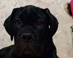 Собаки в Первоуральске: Продам щенков кане корсо Девочка, 45 000 руб. - фото 1