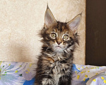 Кошки в Москве: Котёнок Мейн-Кун из питомника Девочка Девочка, 50 000 руб. - фото 7