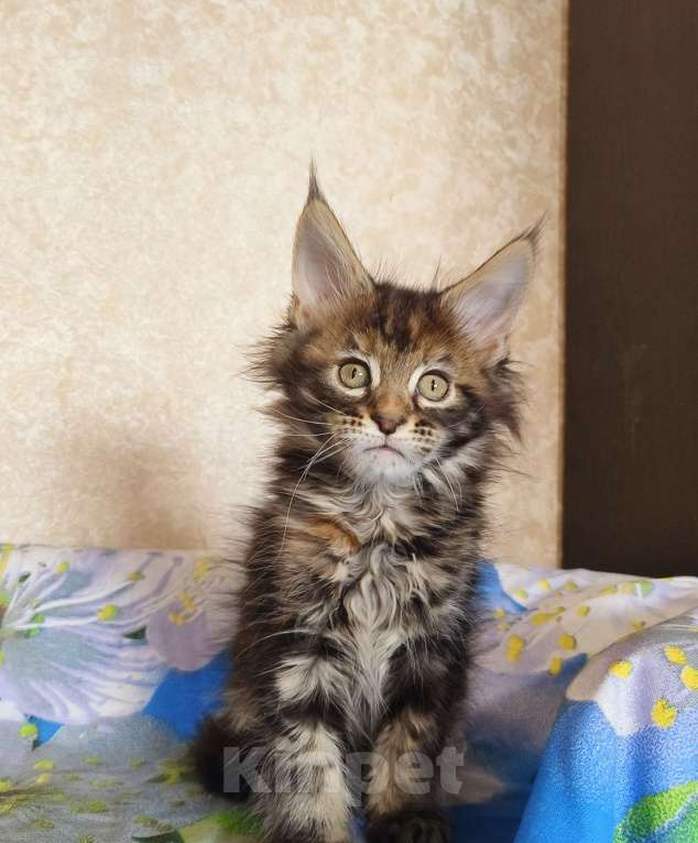 Кошки в Москве: Котёнок Мейн-Кун из питомника Девочка Девочка, 50 000 руб. - фото 7