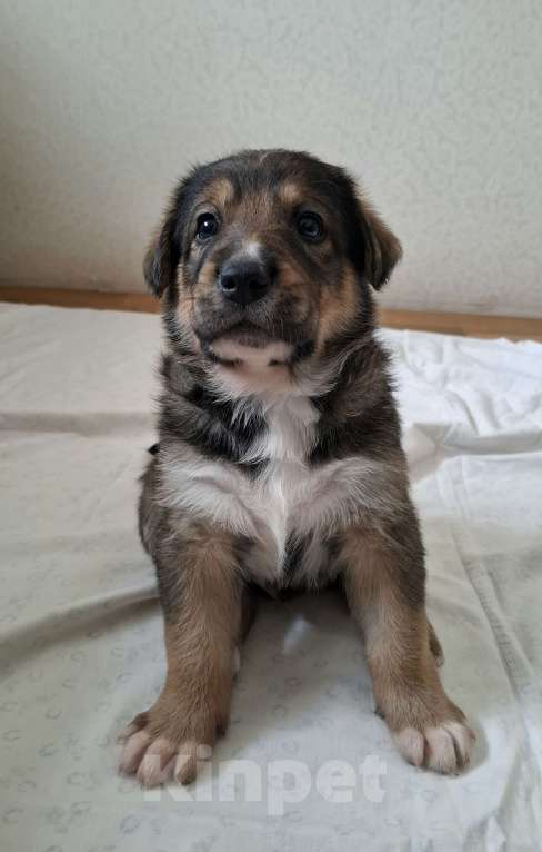 Собаки в Екатеринбурге: щенята в самую ответственную семью Мальчик, 1 000 руб. - фото 3