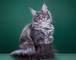 Кошки в Красногорске: Котенок крупный Девочка, Бесплатно - фото 3