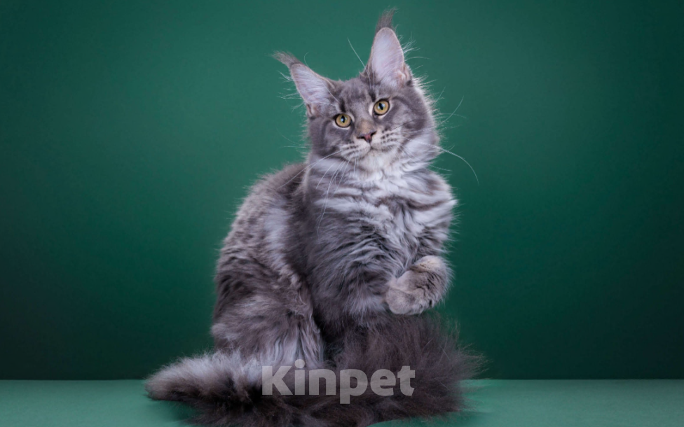 Кошки в Красногорске: Котенок крупный Девочка, Бесплатно - фото 3