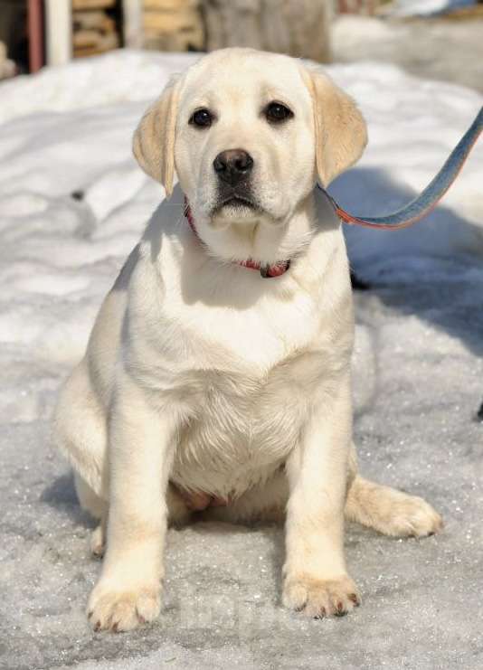 Собаки в Задонске: Девочка Лабрадора Девочка, 50 000 руб. - фото 3