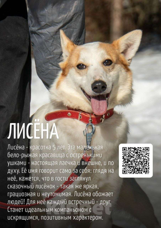 Собаки в Москве: Лисена Девочка, Бесплатно - фото 2