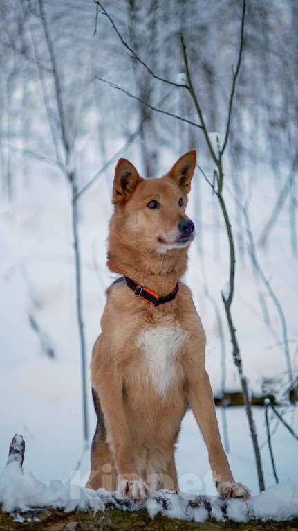 Собаки в Балашихе: Саливан — Хитрый Лис с сердцем из золота! Мальчик, Бесплатно - фото 3