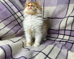 Кошки в Сосновом Бору: Котенок Винни Мальчик, Бесплатно - фото 5