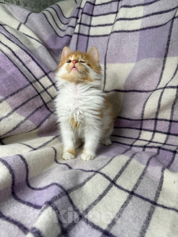 Кошки в Сосновом Бору: Котенок Винни Мальчик, Бесплатно - фото 5