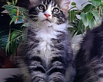 Кошки в Краснодаре: Котенок мейн кун  Мальчик, 50 000 руб. - фото 5