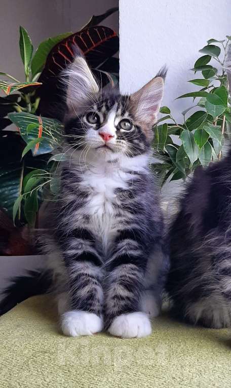 Кошки в Краснодаре: Котенок мейн кун  Мальчик, 50 000 руб. - фото 5