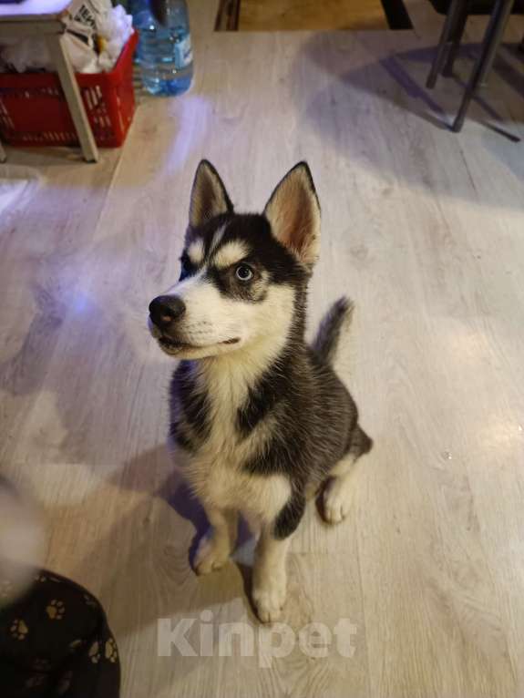 Собаки в других городах Ленинградской области: мини хаски Девочка, 15 000 руб. - фото 3