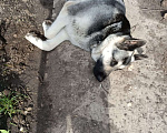 Собаки в других городах Краснодарского края: Щенки  восточноевропейской овчарки Мальчик, Бесплатно - фото 6
