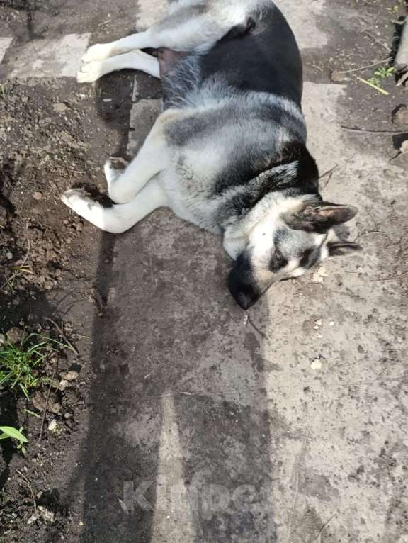 Собаки в других городах Краснодарского края: Щенки  восточноевропейской овчарки Мальчик, Бесплатно - фото 6
