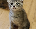 Кошки в Санкт-Петербурге: Котенок Апероль Девочка, Бесплатно - фото 1