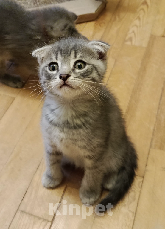 Кошки в Санкт-Петербурге: Котенок Апероль Девочка, Бесплатно - фото 1