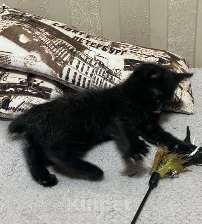 Кошки в Подольске: Котик Бобтейл  Мальчик, 5 000 руб. - фото 2