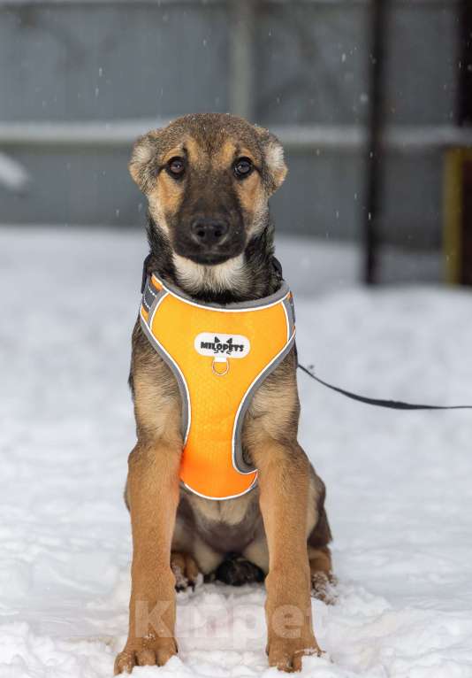 Собаки в Москве: Отдам щенка в добрые руки Девочка, Бесплатно - фото 8