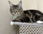 Кошки в Дедовске: Яркий мрамор кот Мальчик, 50 000 руб. - фото 4