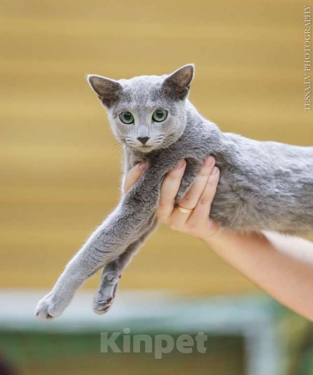 Кошки в Калининграде: Выведена из программы разведения. Чистокровная, чемпион Европы Девочка, Бесплатно - фото 3